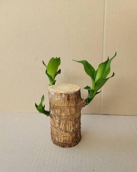 😌Lucky Brazil Wood Potted Plant🍀